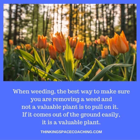 When weeding, the best way to make sure you are removing a weedand not a valuable plant is to pull%